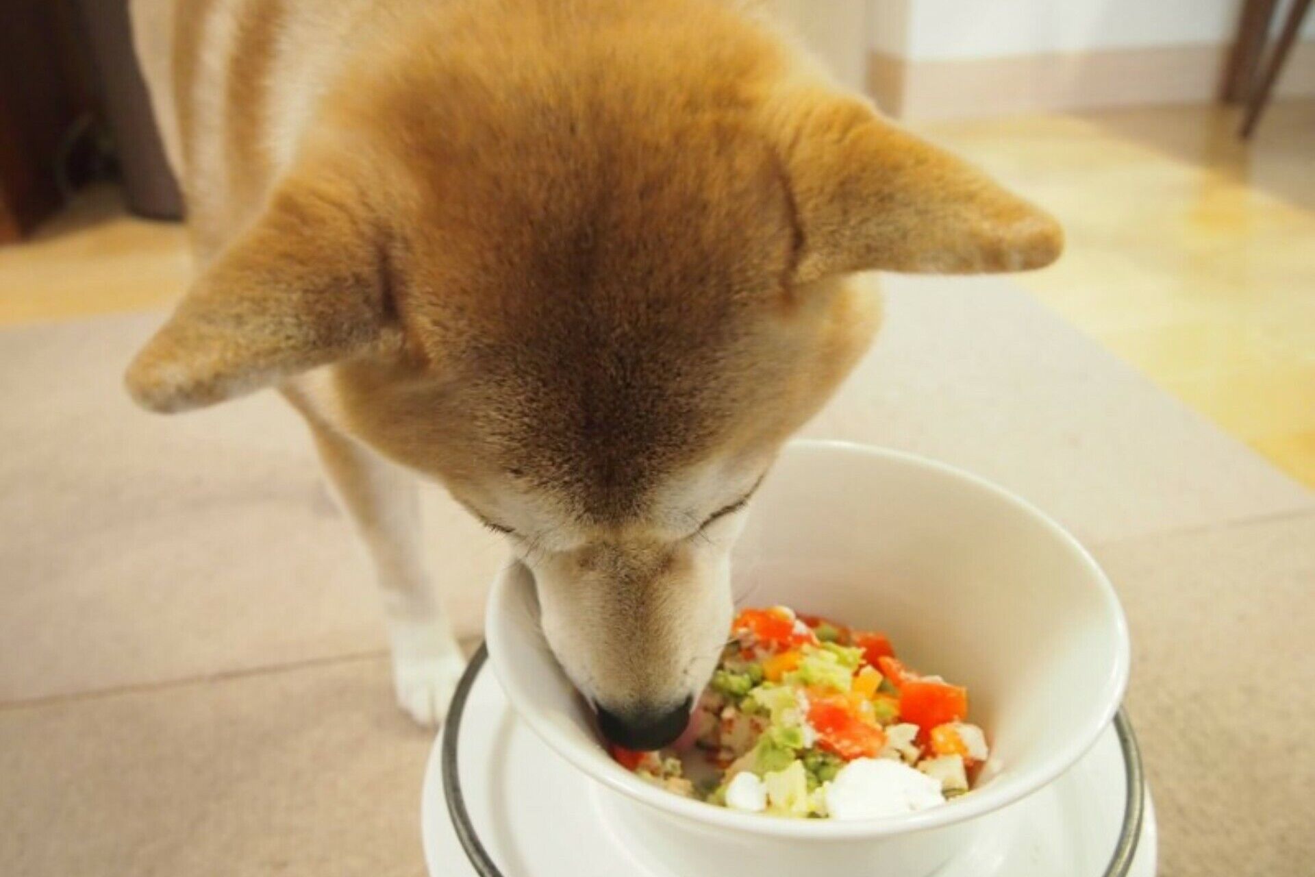 ご飯を食べる犬