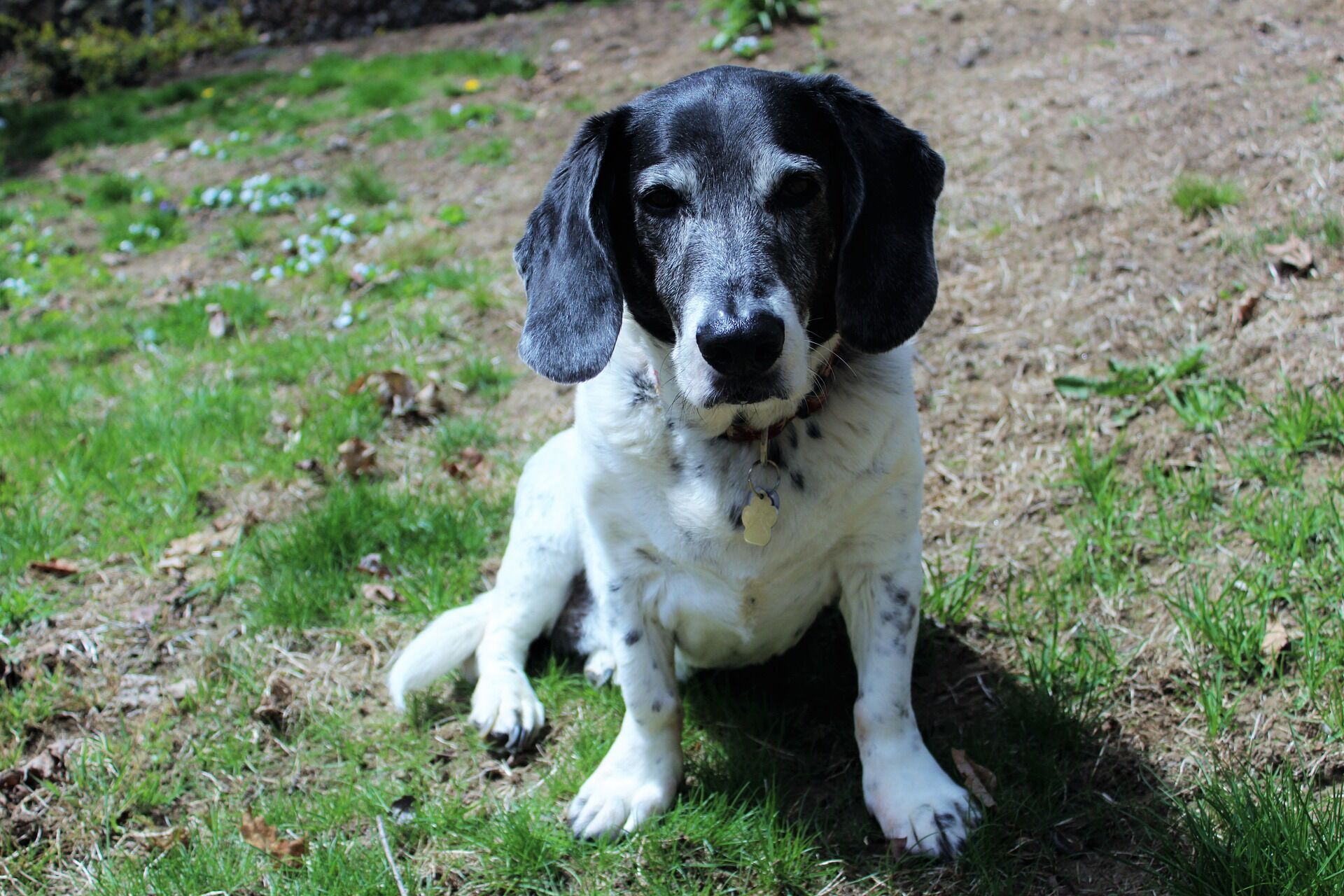 dog-1839618_1920
