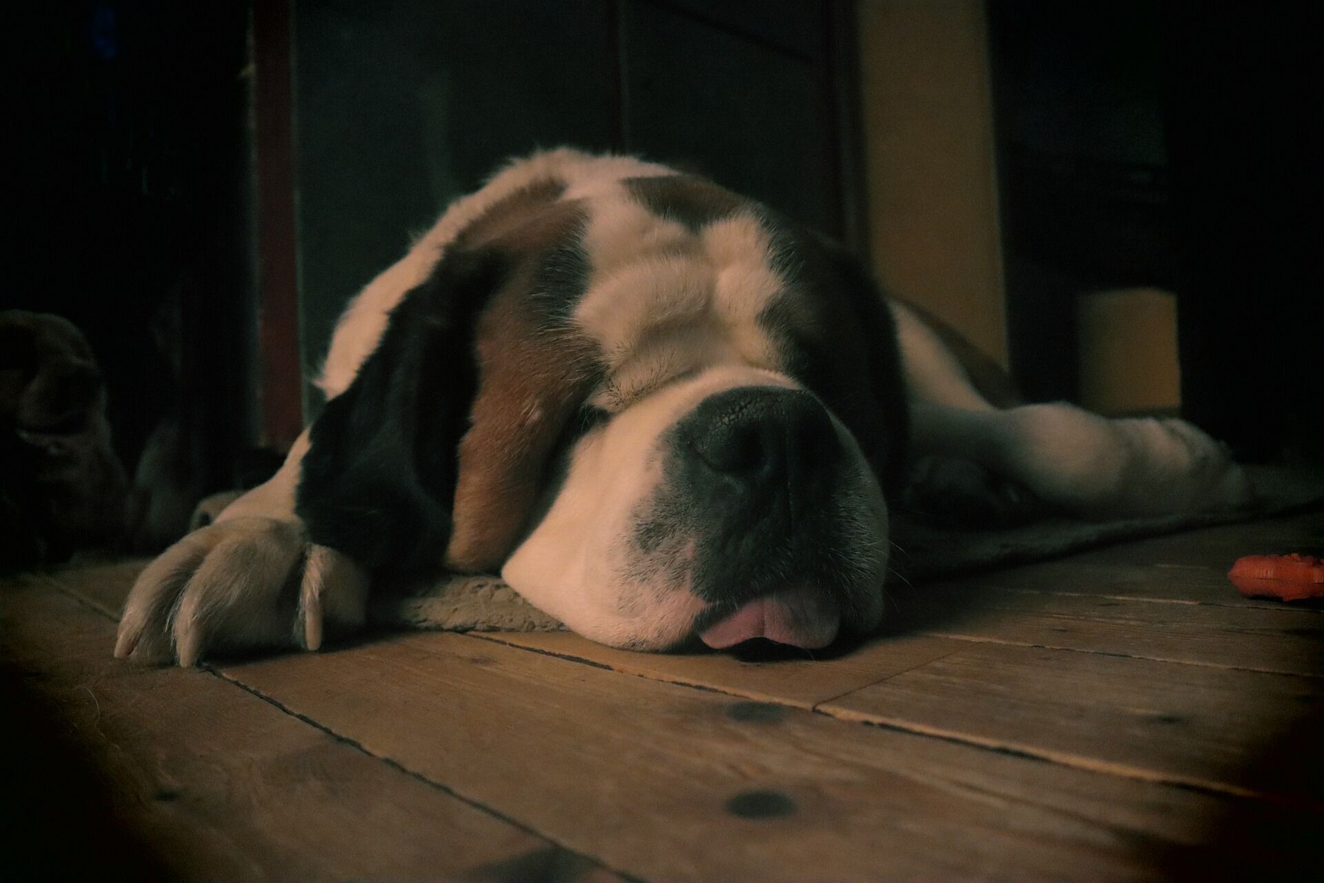 dog-6094442_1920