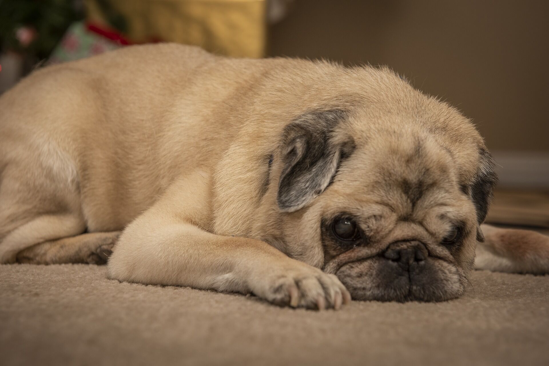 dog-5786902_1920